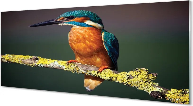 Panel szklany do Kuchni Mały Egzotyczny Ptak