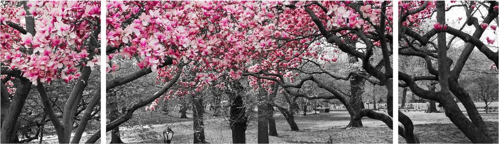 Obraz drzew magnolii (170x50 cm)