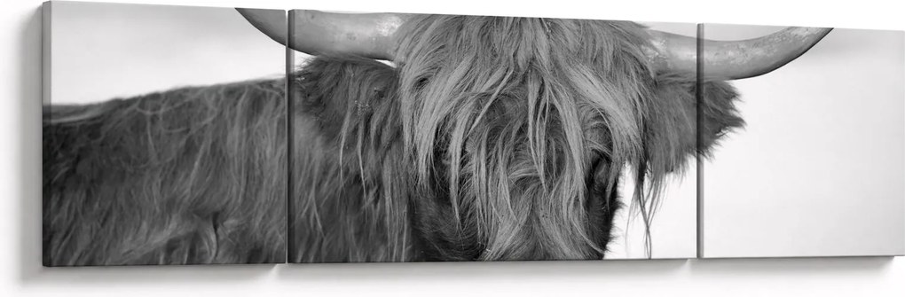 Obraz - Szkocka krowa 2, czarno - biały (170x50 cm)