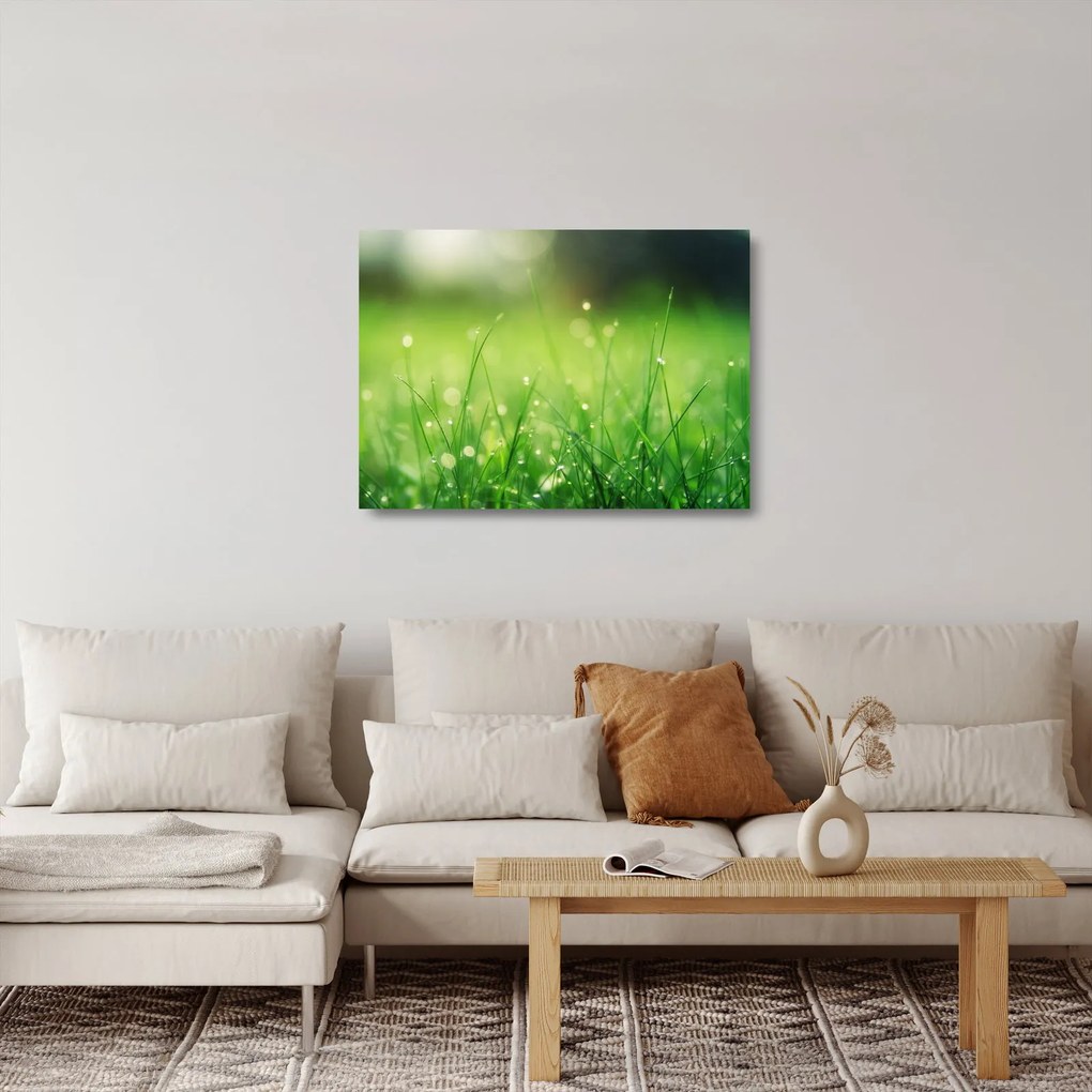 Obraz na szkle - rosa na trawie (70x50 cm)