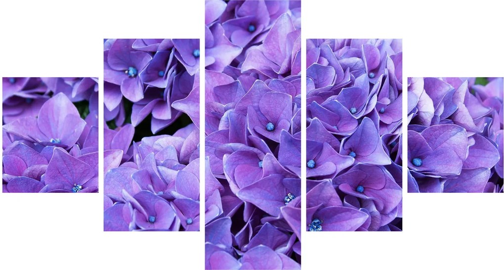 Obraz fioletowych kwiatów (125x70 cm)