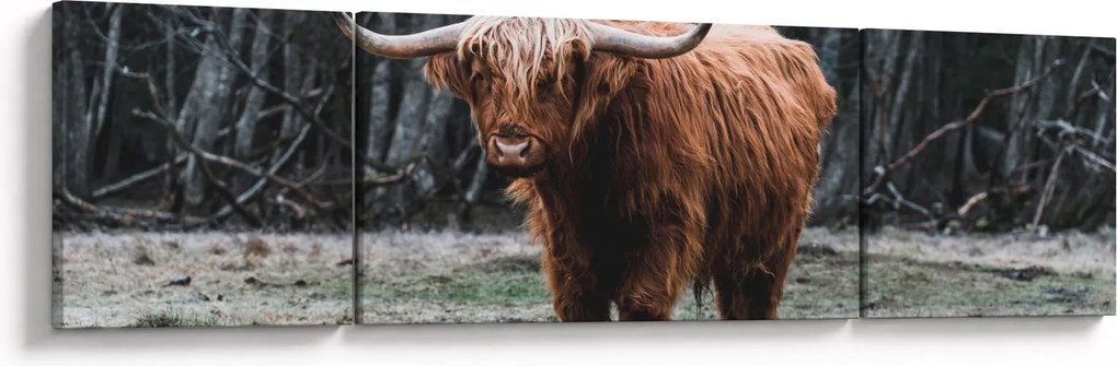 Obraz - Szkocka krowa 2 (170x50 cm)