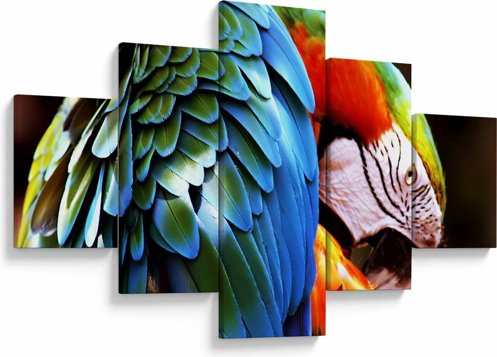 Obraz - Papuga (125x70 cm)