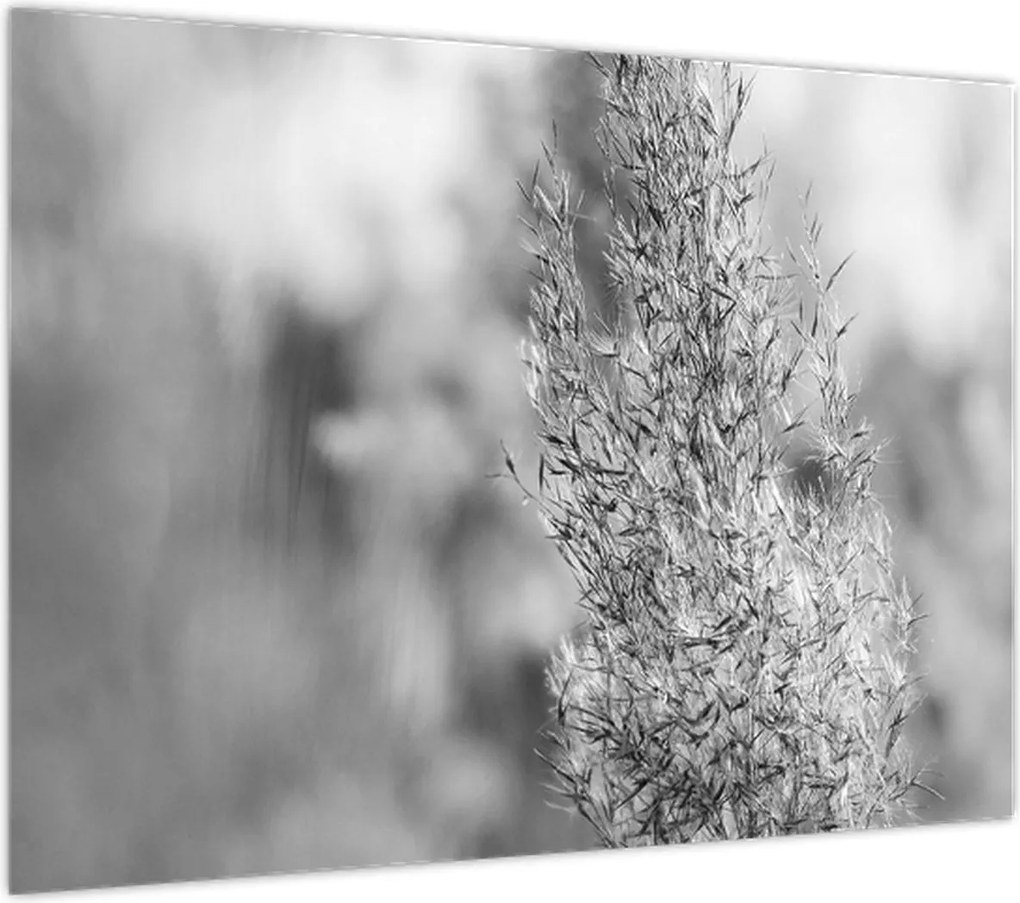 Obraz - Trawa pampasowa Boho (70x50 cm)