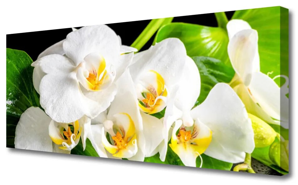 Obraz Canvas Orchidea Kwiaty Natura