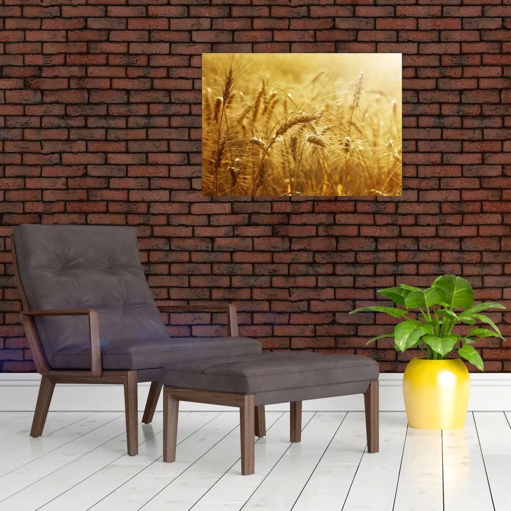 Obraz - Kłosy zboża (70x50 cm)