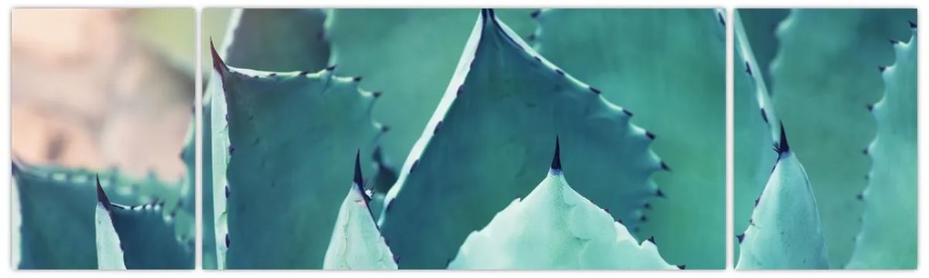 Obraz - Sukulent (170x50 cm)
