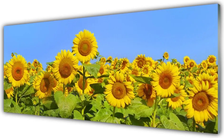 Panel Kuchenny Złocisty Słonecznik W Słońcu