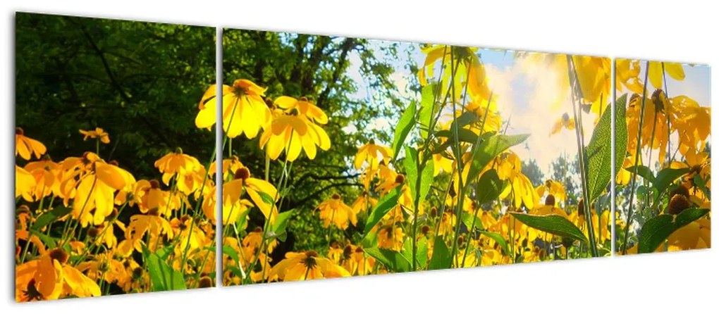 Obraz żółtych kwiatów (170x50 cm)