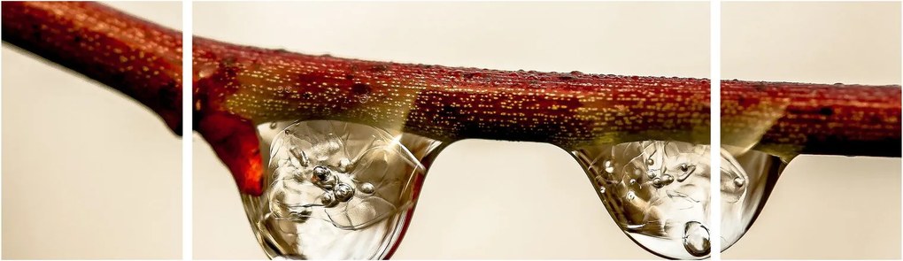 Obraz kropli na gałęzi (170x50 cm)