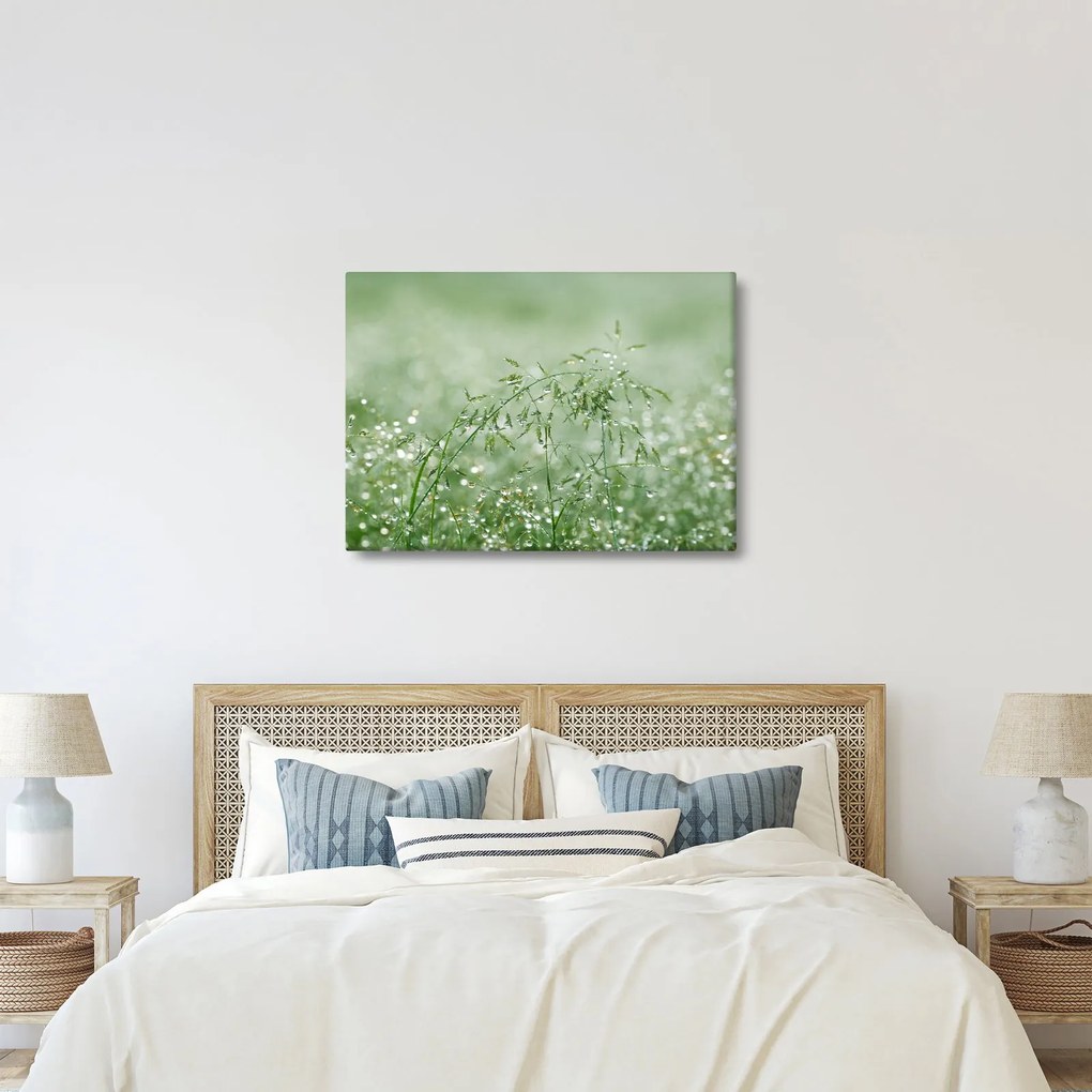 Obraz - Poranna rosa na źdźbłach trawy (70x50 cm)