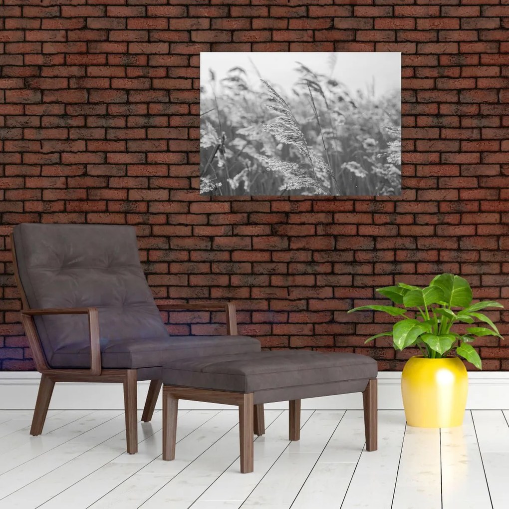 Obraz na szkle - Trawa na wietrze (70x50 cm)