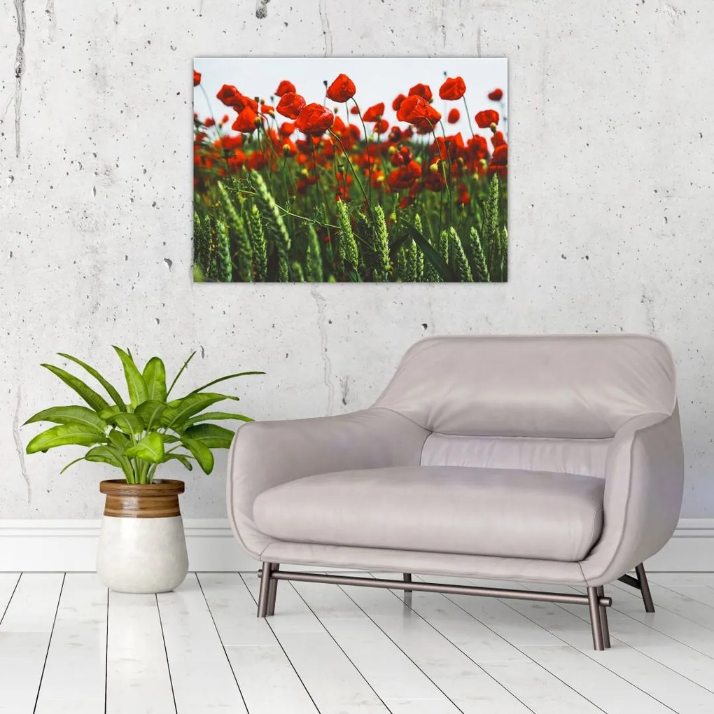 Obraz na szkle maków na wietrze (70x50 cm)