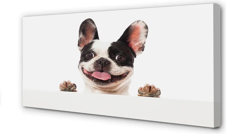 Obraz drukowany na płótnie Portret Psa