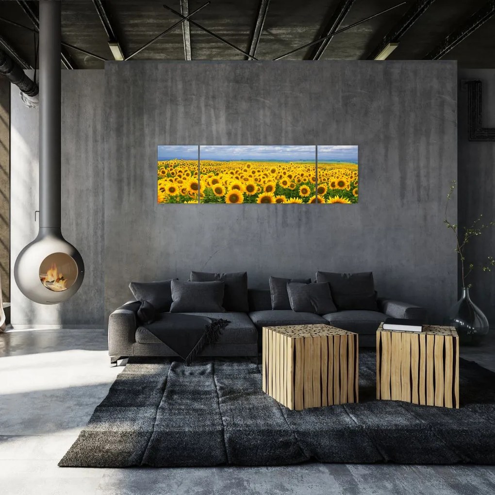 Obraz pola słoneczników (170x50 cm)