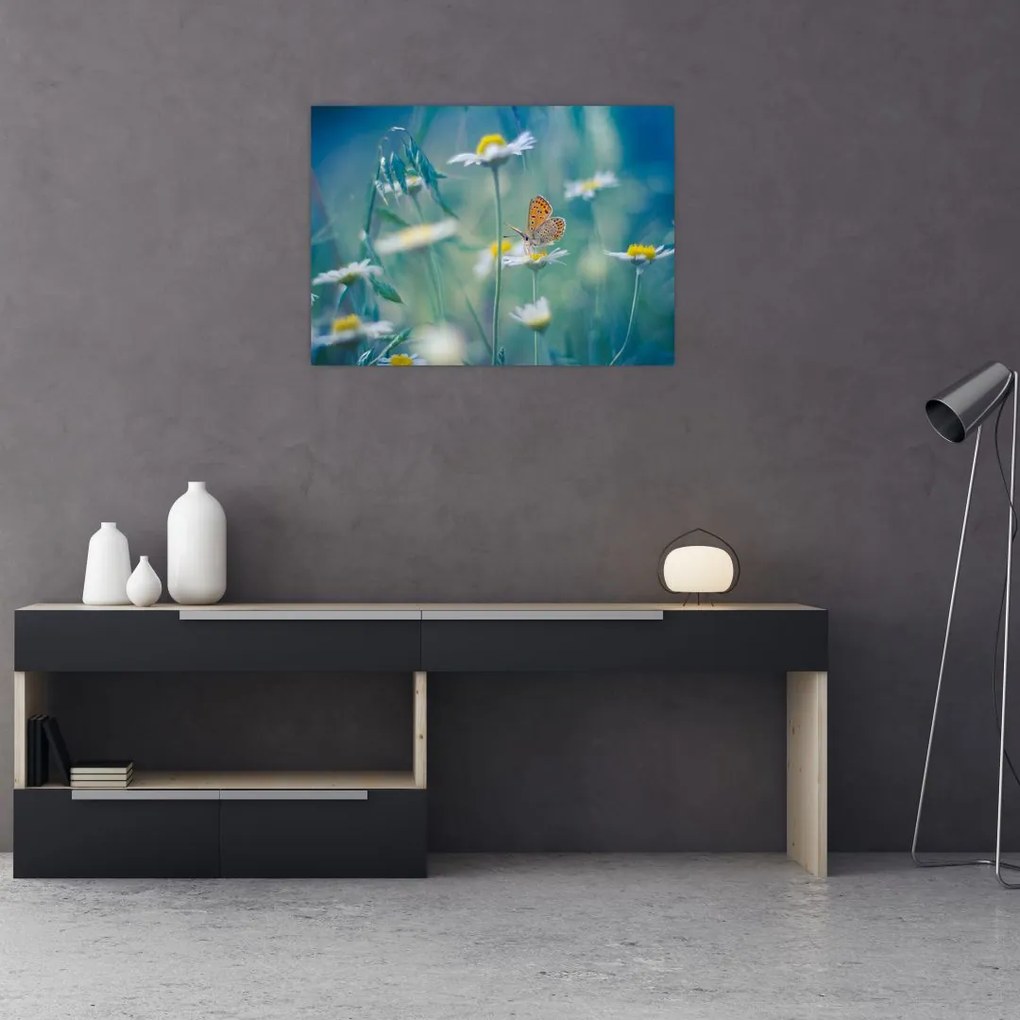 Obraz na szkle - Motyl na stokrotce (70x50 cm)