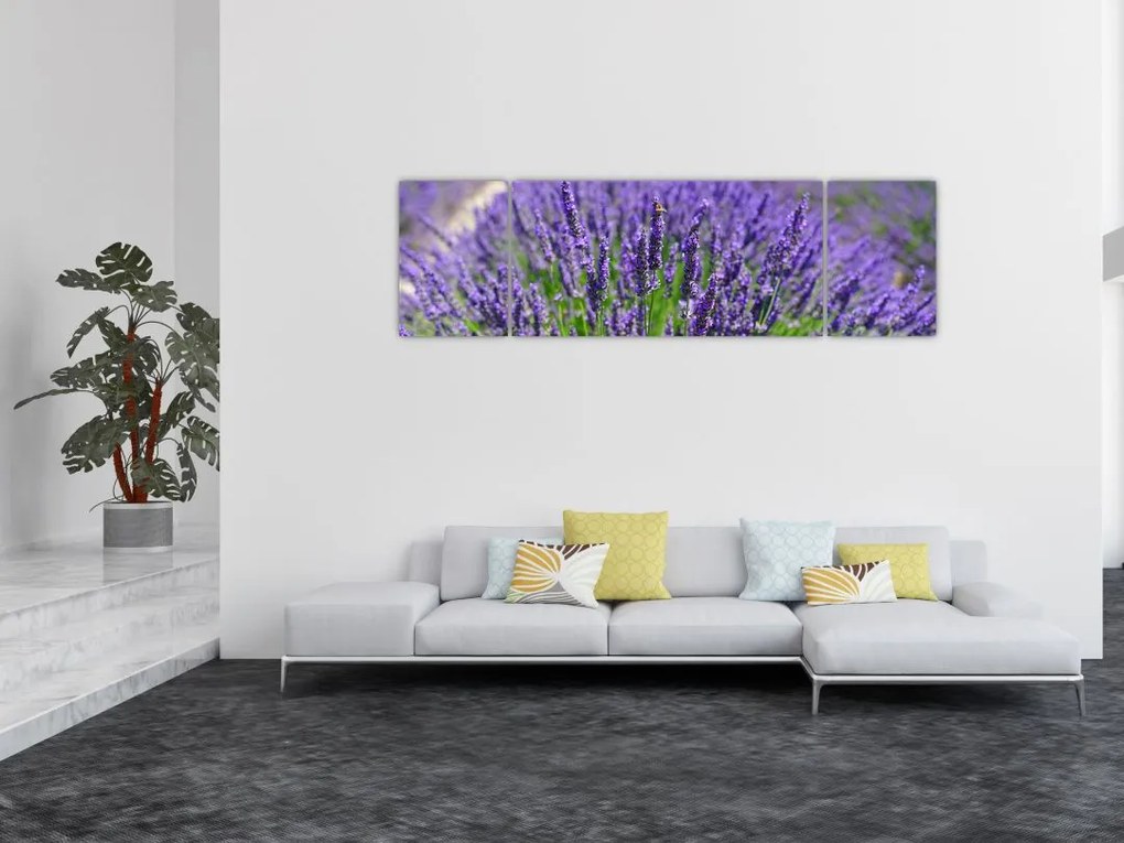 Obraz - lawenda (170x50 cm)