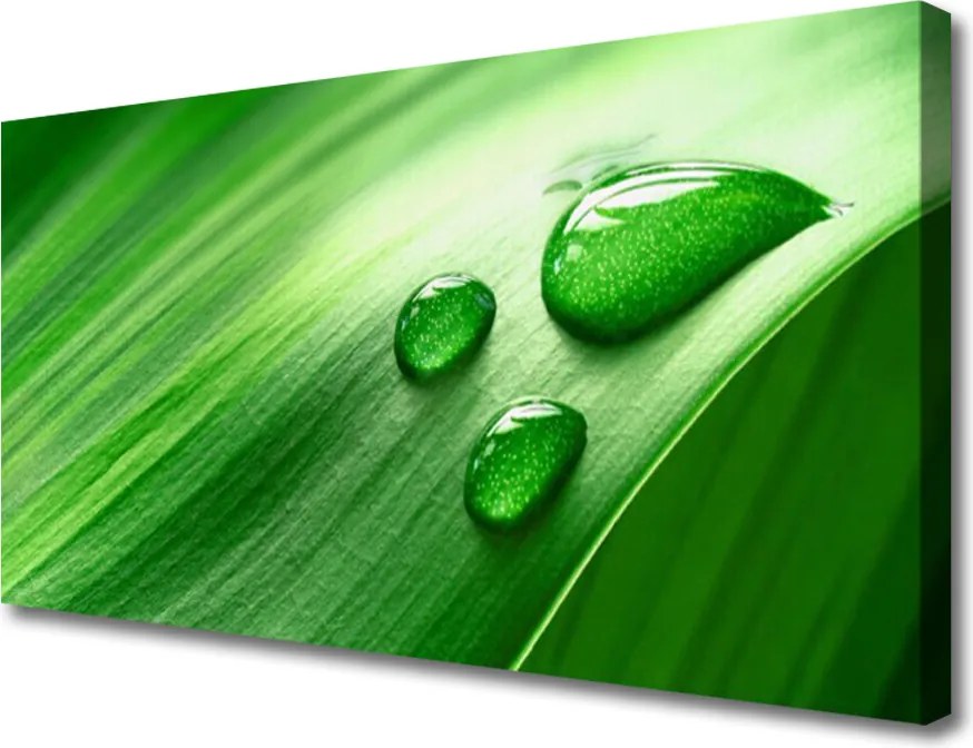 Duży obraz na płótnie Perlista Rosa na Liściu