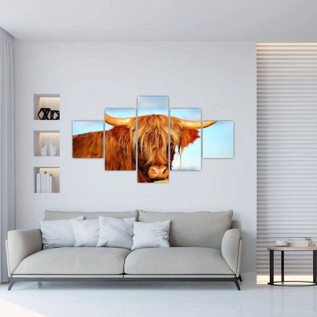 Obraz -Szkocka krowa (125x70 cm)