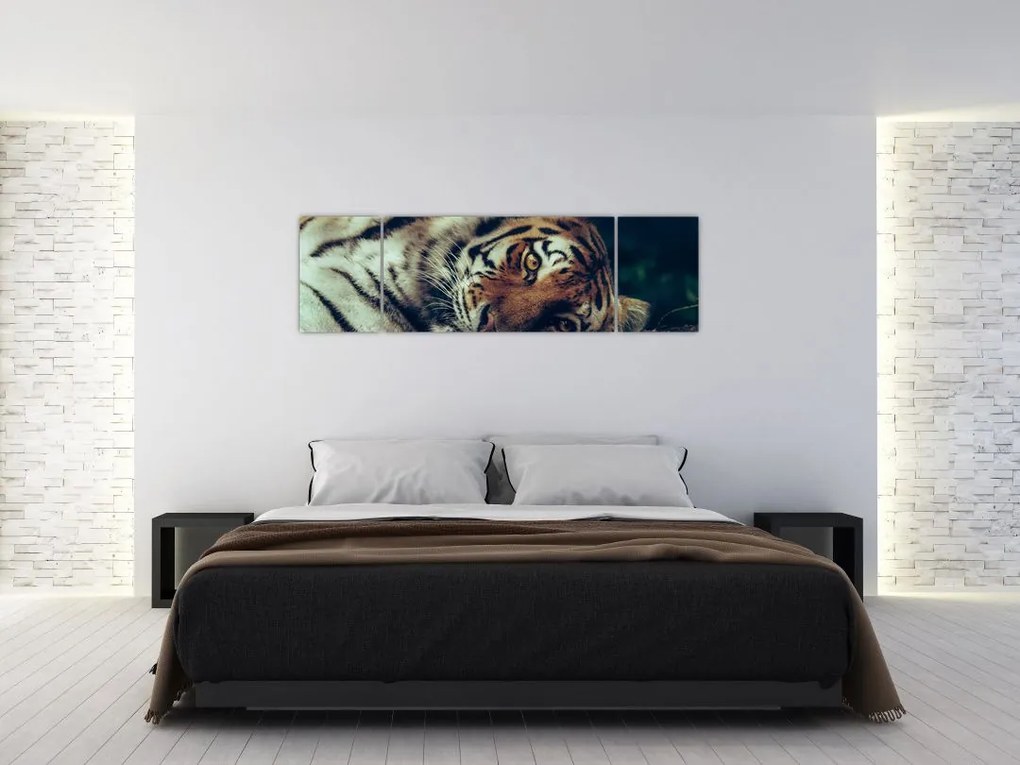 Obraz - tygrys syberyjski (170x50 cm)