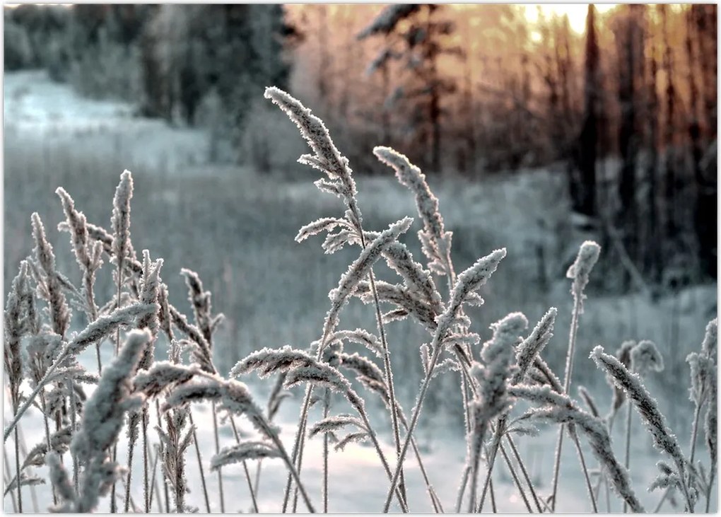 Obraz na szkle - Frozen Meadow (70x50 cm)
