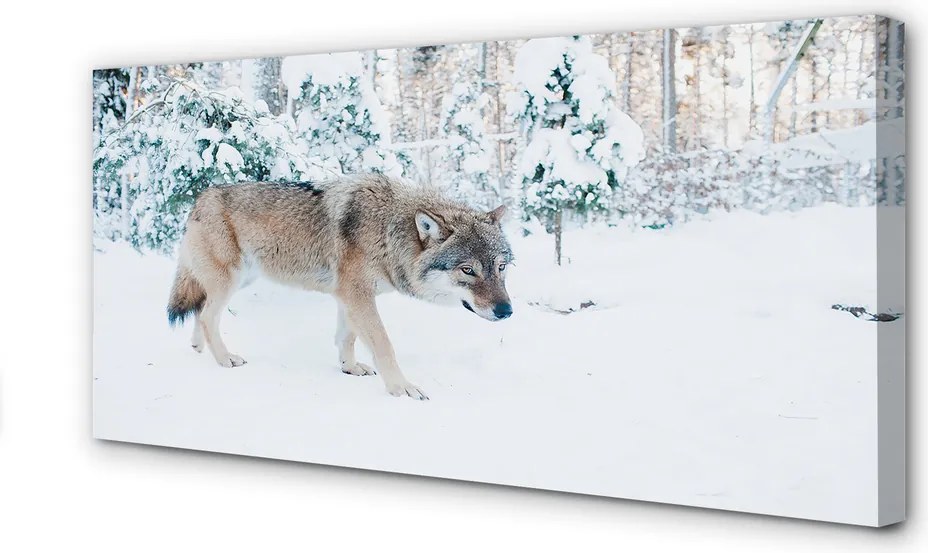 Obraz drukowany na płótnie Zimowa Sceneria z Wilkiem