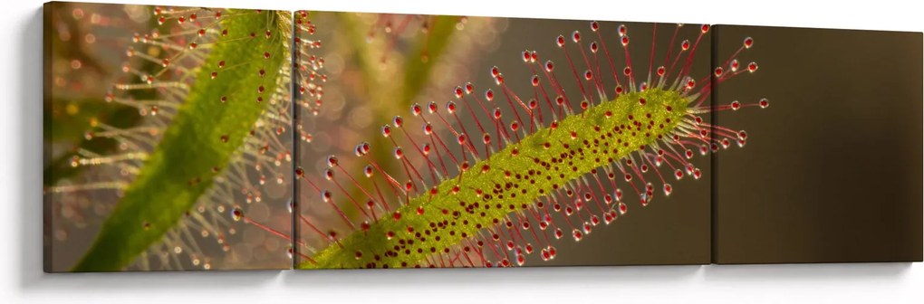 Obraz rośliny (170x50 cm)