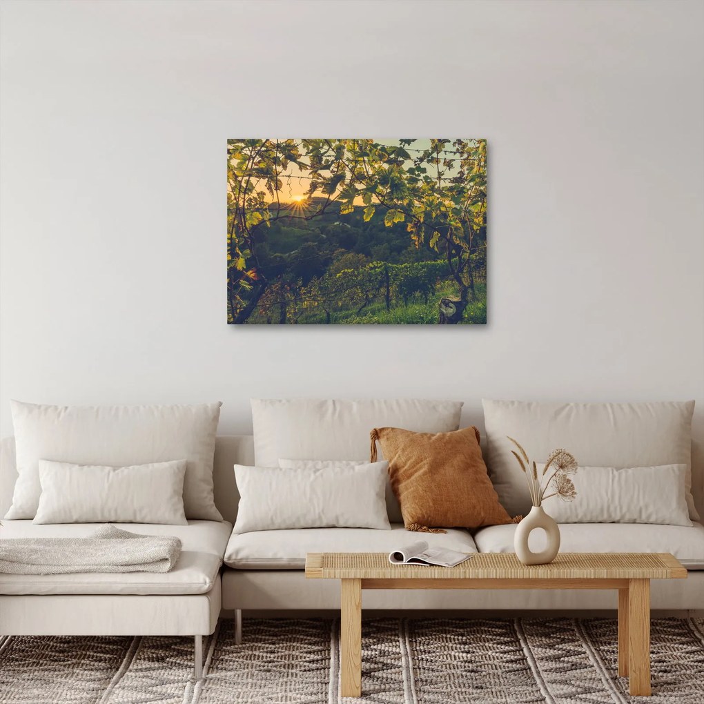 Obraz - Winnica (70x50 cm)