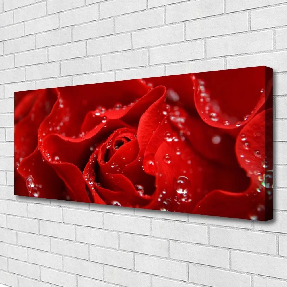 Fotoobraz na płótnie Dzika Róża w Rozkwicie