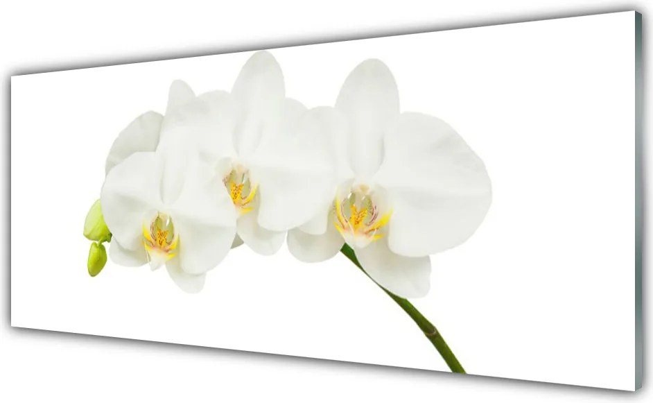 Panel Szklany do Kuchni Świeże Pędy Kwitnącej Orchidei