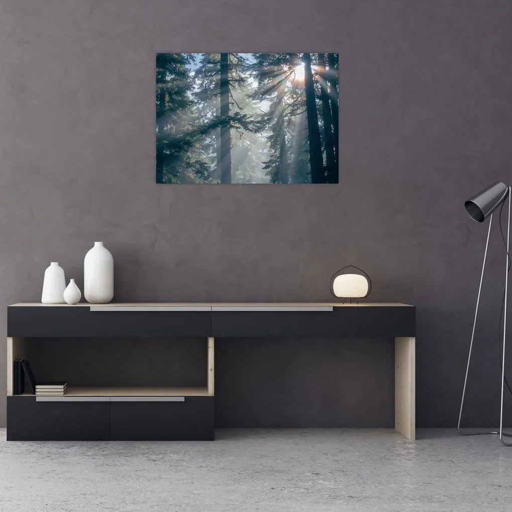 Obraz drzew, przez które prześwieca słońce (70x50 cm)