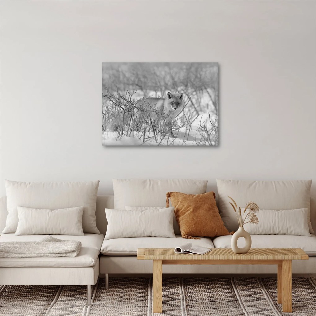 Obraz - Lis, czarno - biały (70x50 cm)