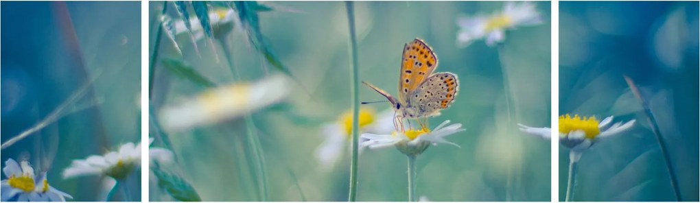Obraz - Motyl na stokrotce (170x50 cm)