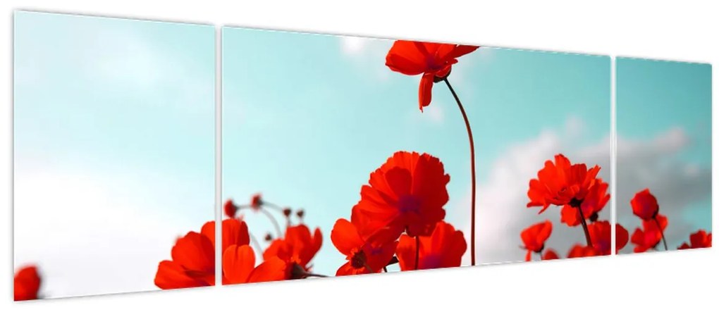 Obraz pola z jasnoczerwonymi kwiatami (170x50 cm)