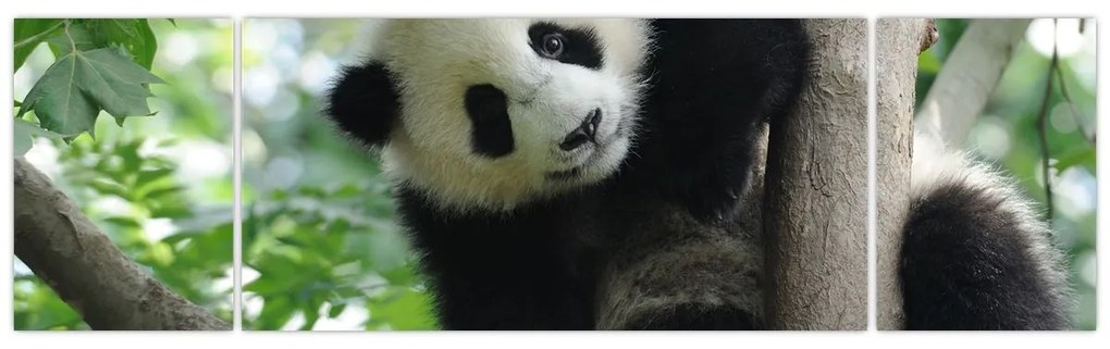 Obraz - Panda na drzewie (170x50 cm)