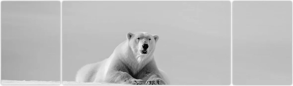 Obraz - Niedźwiedź polarny (170x50 cm)