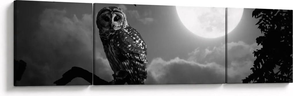 Obraz - Nocna sowa, czarno-biały (170x50 cm)