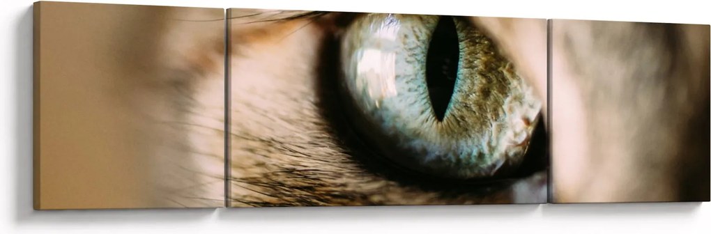 Obraz - Kocie oko (170x50 cm)