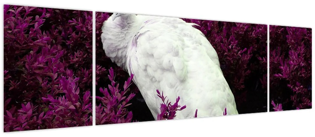 Obraz - Biały paw (170x50 cm)