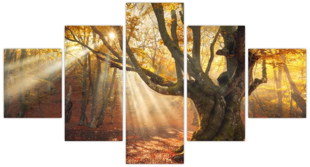 Obraz - Jesienny świt (125x70 cm)