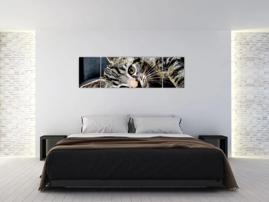 Obraz - Kotek (170x50 cm)