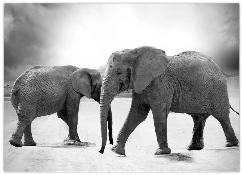 Obraz na szkle - słonie (70x50 cm)