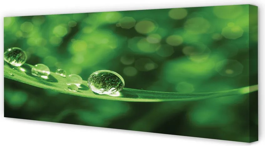 Obraz canvas na ścianę Zbliżenie na Krople Rosy
