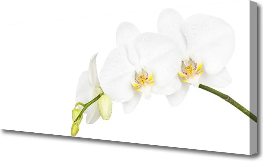 Obraz canvas Letni Ogród Botaniczny