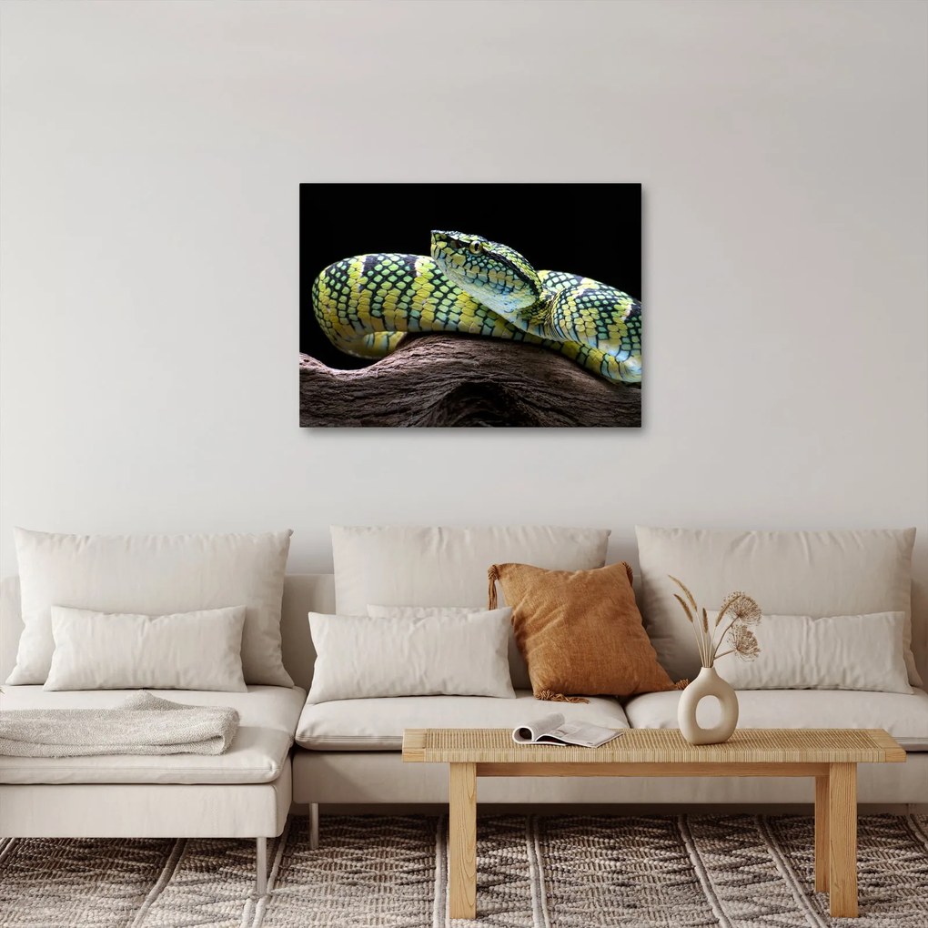 Obraz - Grzechotnik Waglera (70x50 cm)