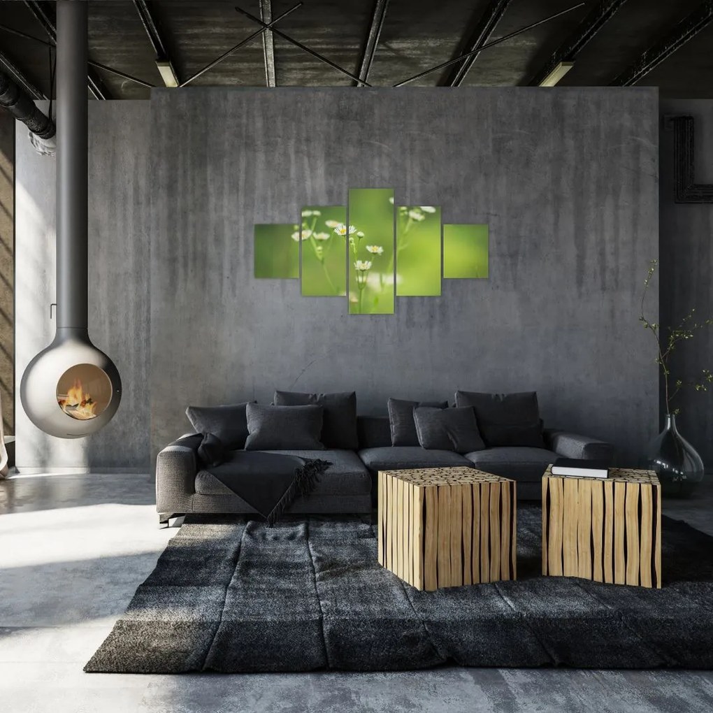 Obraz stokrotek (125x70 cm)
