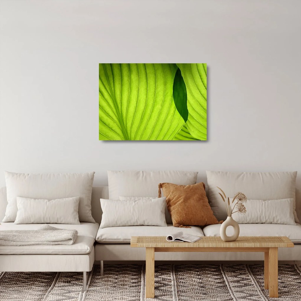Obraz na szkle - Szczegół zielonego liścia (70x50 cm)