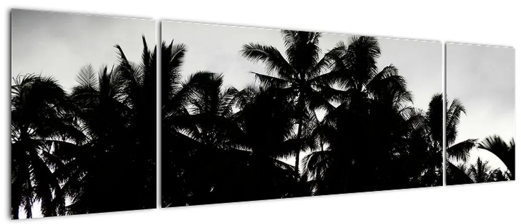 Obraz czarno - biały - palmy (170x50 cm)