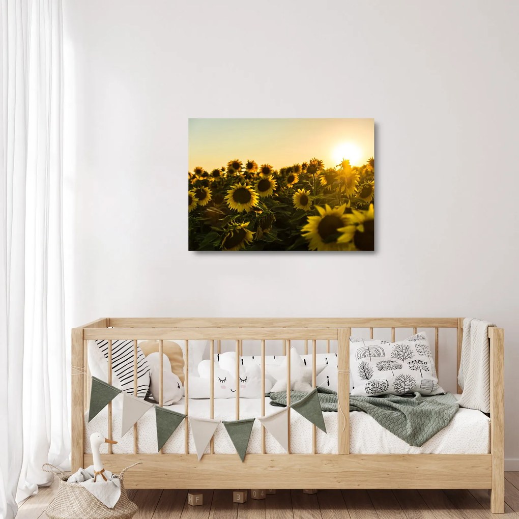 Obraz na szkle - pole słoneczników (70x50 cm)