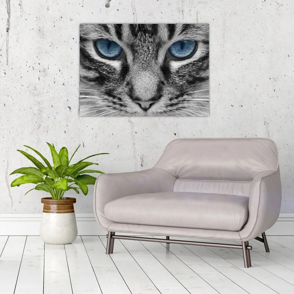 Obraz na szkle kota (70x50 cm)